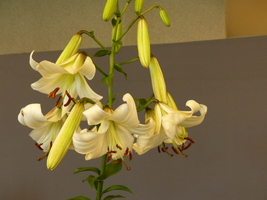 Foto: Dr. Peter Müller